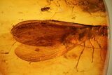 Detailed Fossil Winged Termite (Isoptera) In Baltic Amber #139071-1
